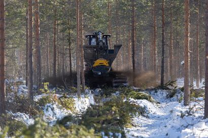 "Metsätalous on kestävällä pohjalla eikä hätätilassa", vakuuttaa Metsäkeskuksen Markku Remes – Pohjoisen metsänomistajille jaetaan tuhkalannoituksen ilosanomaa