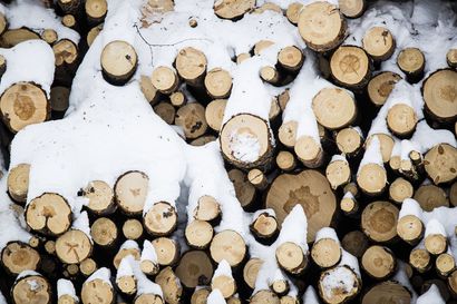 Moni metsänomistaja on tietämätön tuesta, jolla puusta saisi paremman tuoton – Uusi tuki korvaamassa nykyisen reilun vuoden päästä