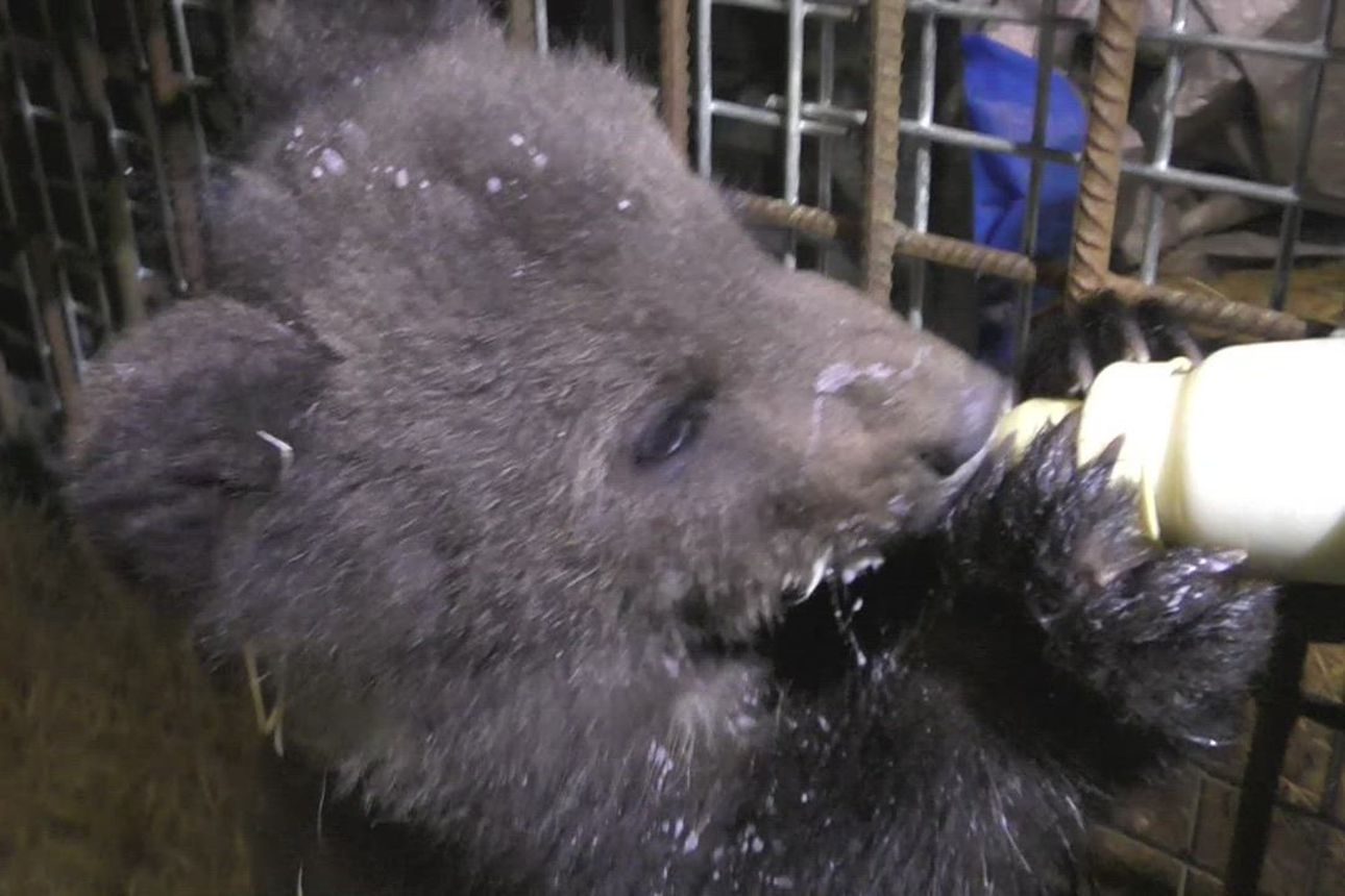 Katso video: Orpo karhunpentu ruokailee ja köllöttelee Kuusamon suurpetokeskuksessa