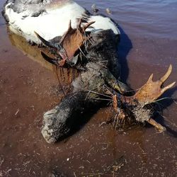 Kuolleet luonnoneläimet maanomistajan vastuulla – Puhosjärven mökkiläisen rannassa kellui kuollut hirvi, soitto poliisille ei auttanut
