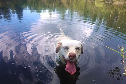 Älä uita koiraa sinileväisessä vedessä – koira voi saada sinilevästä myrkytykset