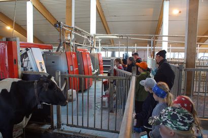 Maakunnan lehmiä palkittiin – pudasjärveläisiä palkintosijoilla, Taivalkoskelta tuli 150-tonnari