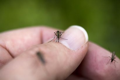 "Kesähyttyset ryntäävät piikki ojossa lihaan kiinni ja vetävät tankin täyteen"  – Hyönteistutkija kertoo, mikä on hyttyssaldo Pohjois-Pohjanmaalla ja Kainuussa