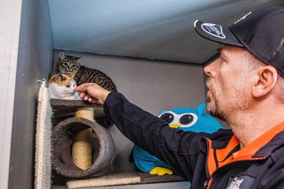 Lapin löytöeläinkodeissa on nyt tavallista vähemmän kissoja – Koronan vaikutus kesäkissojen määrään selviää syksyllä