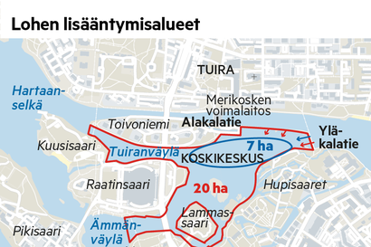 Lohi voisi kutea jo Oulujoen ensimmäisen padon alapuolella, jos Merikosken vanha uoma kunnostetaan kutupaikaksi