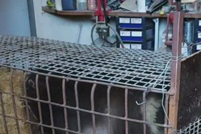 Poliisi aloittaa esitutkinnan Kuusamon Suurpetokeskukseen eläintenpidosta, ri­kos­ni­mik­kee­nä törkeä eläin­suo­je­lu­ri­kos