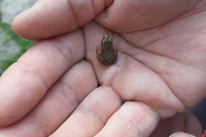 Lukijan kuva: pieni sammakko
