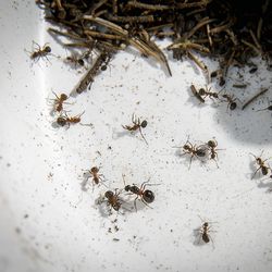 Muurahaiskuningatar ei stressaa, jos kilpailija haiseekin sukulaiselta – Muurahaispesässä työläisen tehtävä on auttaa äitiään lisääntymään