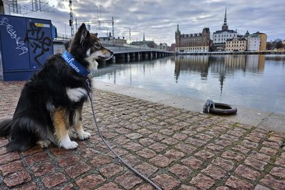 Hailuodon Annukka päätti lähteä Muru-koiransa kanssa kiertämään Eurooppaa junalla – "Matkustaminen oli yllättävän helppoa"