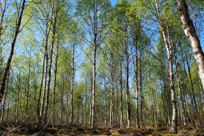 Metsien inventointi alkaa Pudasjärven alueella – mittauksia tehdään kesällä maastossa ja ilmasta