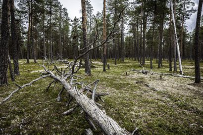 Metsähallituksen alue-ekologinen suunnittelu arvioidaan, edellisestä yli 20 vuotta – lisäksi tarkastellaan valtion metsien suojelun tehostamistarpeita ja mahdollisuuksia