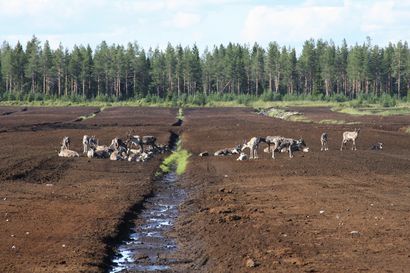 Turpeen kysyntä ja tuotanto Koillismaallakin romahtivat –Neavon (entinen Vapo)  Pudasjärven alueet pääosin lepäämässä