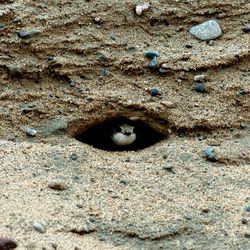Törmäpääskyt kaivoivat taas pesäkolonsa rakentajien hiekkakasoihin – Kun niin käy, lintujen on annettava pesiä rauhassa