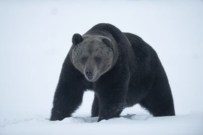 Poliisi: Karhu puri miestä Pieksämäellä Etelä-Savossa