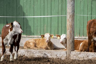 Kujalan tilalla vietettiin Luonnonlaidunpäivää ja kerrottiin, miksi karjan on tärkeää päästä laitumille tekemään ekotekoja