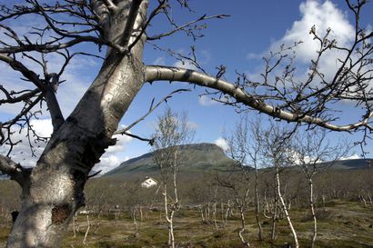 Yhtäkkiä vihreät koivikot vaihtuivat ruskeaan ja puut oli syöty lehdettömiksi – Myös 20 vuotta sitten tuholaiset muokkasivat Lapin maisemia