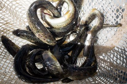 Uusi tutkimustieto: kalatkin laitostuvat – kalojen istutusvelvoitteet eivät riitä ilman luontaista lisääntymistä