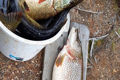Kokeneen kalastajan nuottaan jäi erikoinen hauki  – sisältä löytyi puoliksi sulanut kirjolohi