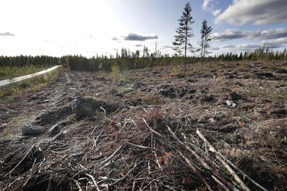Luontokadon aiheuttaminen pitäisi laittaa verolle – Puupolttoaineiden verottomuus luo kilpailuetua, mutta aiheuttaa ympäristöhaittoja