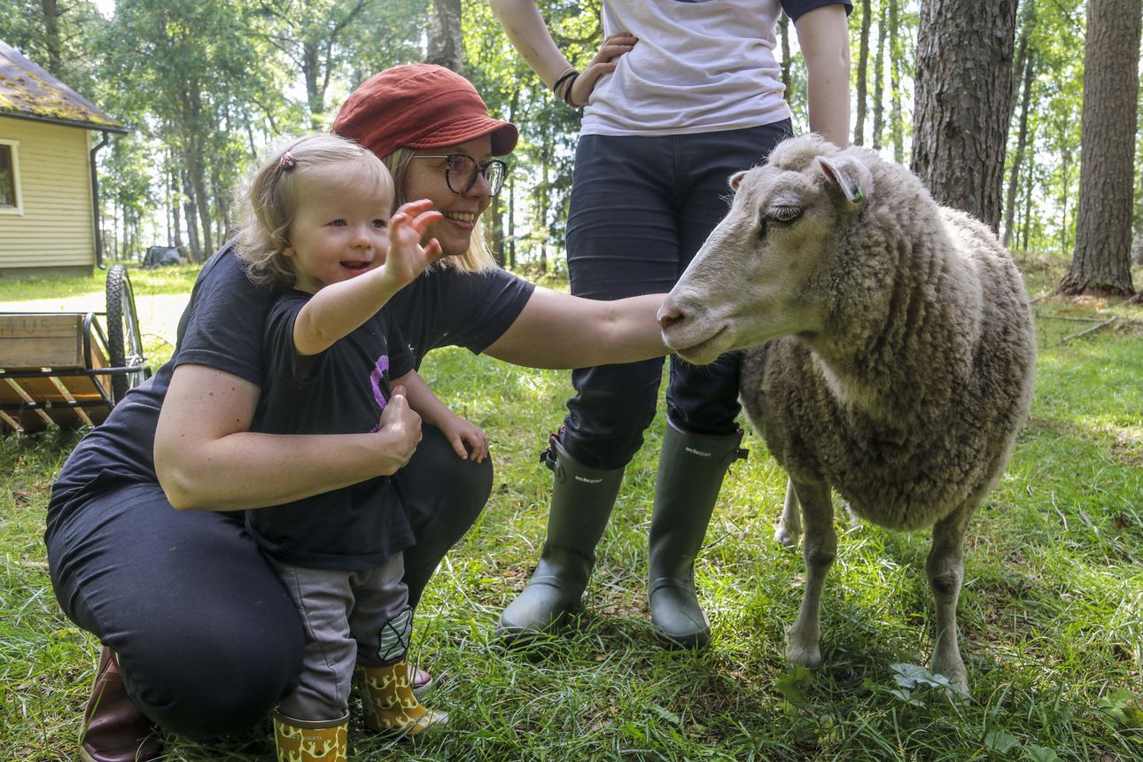 Uskomaton arpaonni vei toimittajamme lammaspaimeneksi Ärjänsaareen – Yllättävä syy räjäytti paimenviikkojen suosion