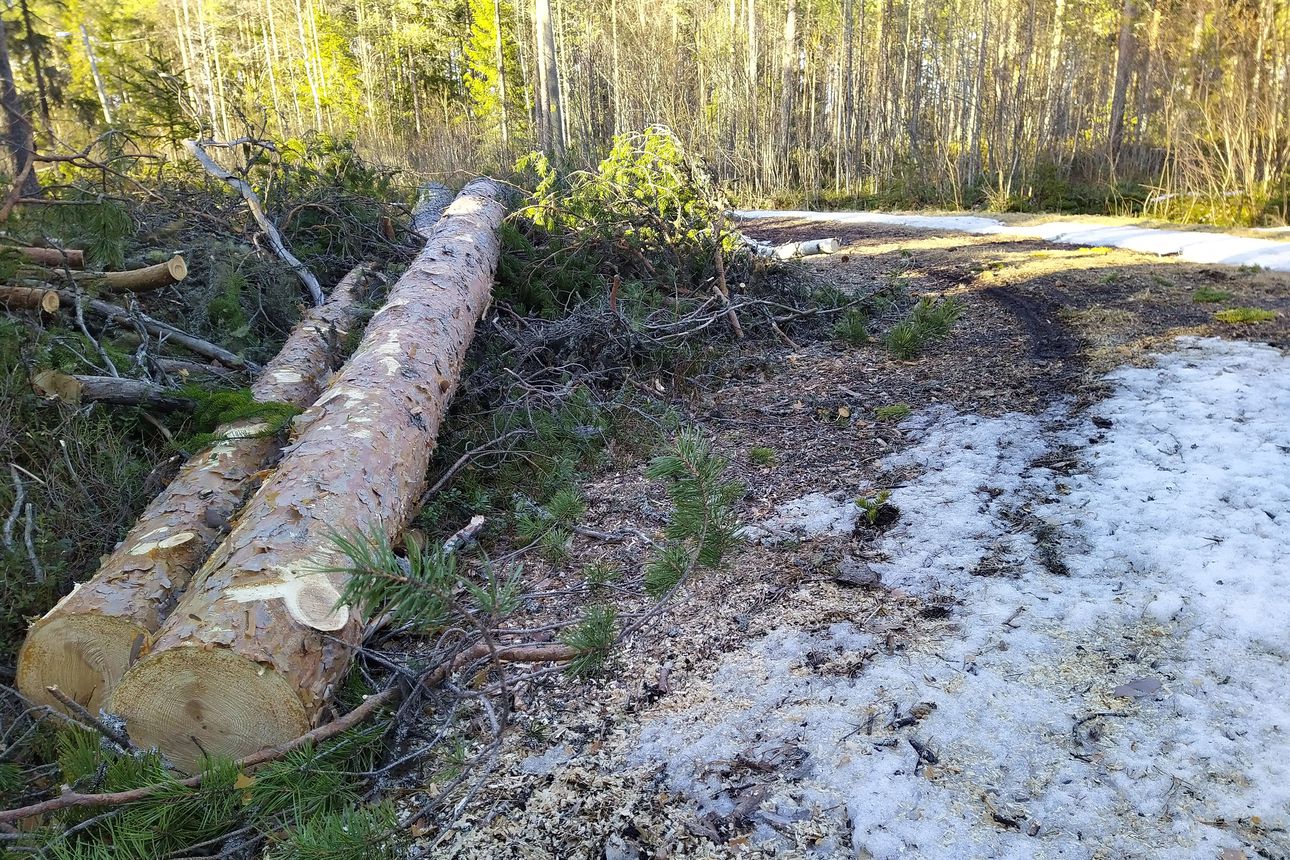 Kunnostustyöt Toholan pururadalla ovat alkaneet, uudistuvan reitin varteen  rakennetaan hiihtohalsteri ja laavu | Pyhajokiseutu