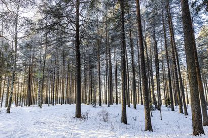 Putkityöt etenevät Mortin männikössä Rovaniemellä – asiantuntijan mukaan alueella ei ole erityisen arvokasta puustoa mitä tulisi säästää