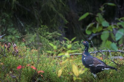 Lintuinfluenssa metsästyksessä huomioon myös Pudasjärvellä – riistanhoitoyhdistyksen toiminnanohjaaja: "Kun lintujen muutto käynnistyy, niin silloin on mahdollista myös taudin levitä"