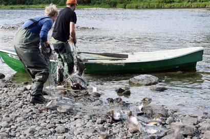 Lohi on ollut tänä kesänä tiukassa Näätämöjoella – "Kalastajia oli vähänlaisesti, vaikka kaikki kalastusluvat on myyty loppuun"