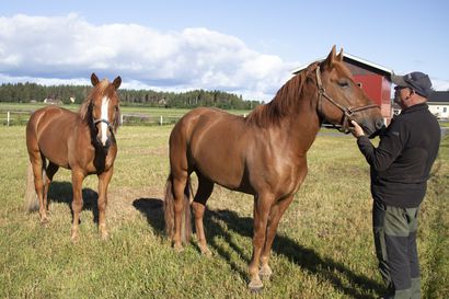 Ravihevoset ovat suvun yhteinen harrastus – hevosen ravuriksi kehittyminen vaati valtavasti työtä