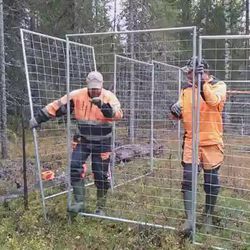 Erityisasiantuntija Maarit Kaukonen Metsähallituksesta vastaa kysymyksiin liito-oravahankkeesta