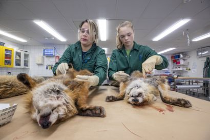 Lammesta löytyneen karhun kuolinsyy voi jäädä mysteeriksi – Toimi näin, jos haluat lähettää villieläimen tutkittavaksi