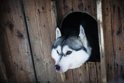 Rovaniemeläinen yritys haluaa auttaa koiravaljakkoyrityksiä koronan kurimuksessa – Kehitti sovelluksen, joka kerää eläinten terveystiedot yhteen