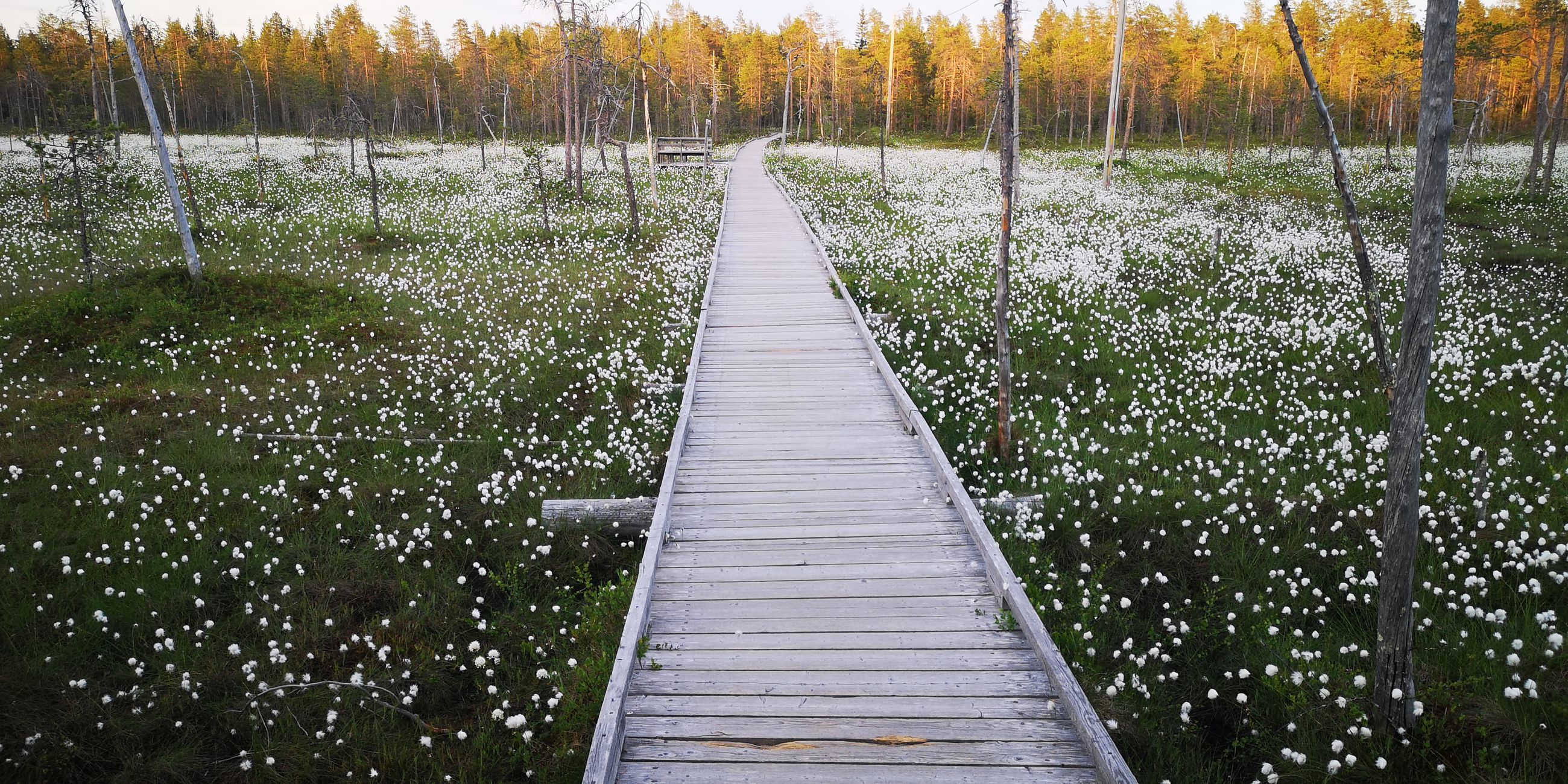 Ounasvaaralle tehdään Suomen pisin taidenäyttelypolku – Näyttelylle  tavoitellaan kilometrin pituutta | Lapin Kansa