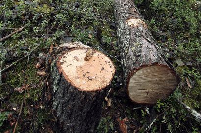 Sehän riesa tuli näistä Suomen metsistä, harmittelee Arto Tahkola ja kutsuu EU-parlamentin katsomaan omaa pihapuutaan